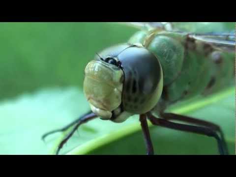 Common Green Darner Dragonfly (Aeshnidae: Anax junius) Female, Close-up
