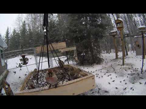 Common Redpoll Invasion! - 2019/03/12