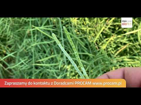 Rzepak Batis na Mazowszu #PROCAMAlert