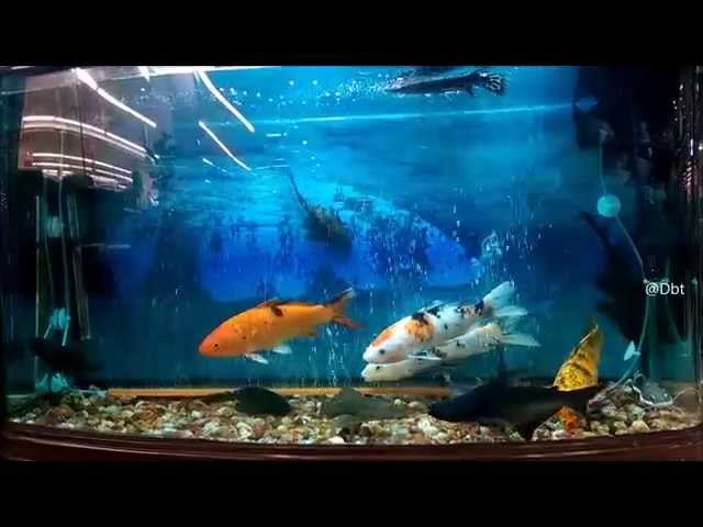 200 gallon fish tank with id shark,arowana,koi fish and discus