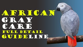 How To Care African Gray Parrot: Everything You Need to Know!