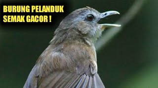 Download lagu burung pelanduk semak gacor tarampuh untuk pancingan pelanduk semak ombyokan mp3
