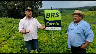 Dia de campo das culturas de milho e feijão no Arroio Grande