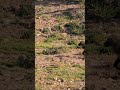 Chacma Baboons Mating