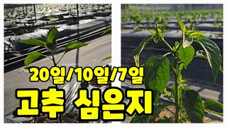 고추 심은지 20일 10일 7일 비교 괴산청결고추 괴산고추 풀뿌리농장 석성수 [고추재배방법]