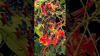 Download lagu Suara Pikat Semua Jenis Kolibri Paling Ampuh #birds #pikatsogokontong #suarapikatampuh #animals mp3