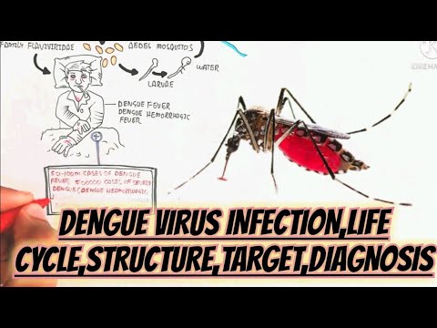 Dengue Virus Infection/Life Cycle/Structure/Target/Diagnosis @umerfarooqbiology7083