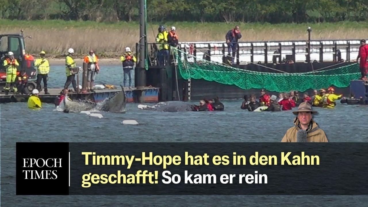 Finale Momente: So kommt Buckelwal Timmy-Hope in die Barge