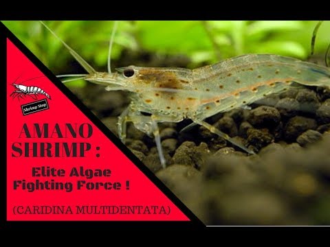 Amano Shrimp - Elite Algae Fighting Force ! (Caridina...