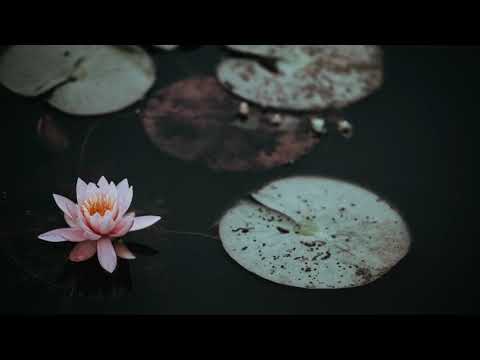"No Mud, No Lotus." - A Beautiful Quote