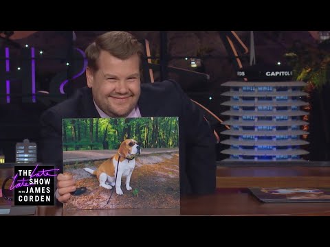 サングラスの犬 (Dogs In Sunglasses)