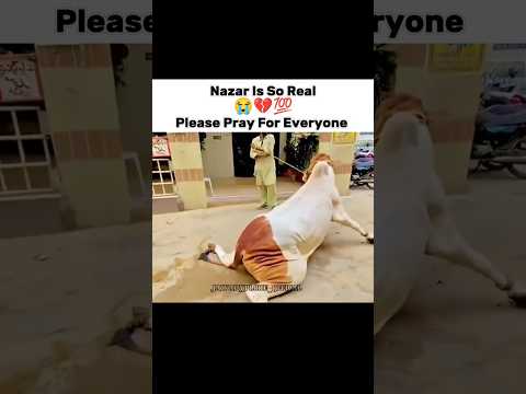 Nazar Is So Real 😭💔 Subscribe kardo 🥺 #trending #cow #viral #ytshorts #unfrezzmyaccount #emotional