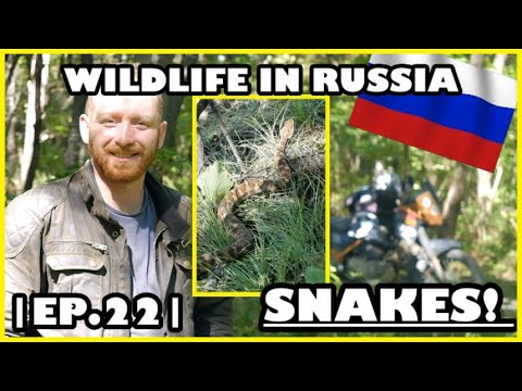 Ep22 - Cobras e Florestas em Primorsky Krai - Rússia - Viagens de Chá Aventura de Motocicleta 2018