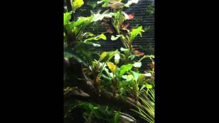 Bucephalandra and Galaxy Danio (ブセとハナビ）