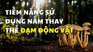 [Chuyên đề tham luận] Tiềm năng sử dụng nấm làm nguồn protein thay thế đạm động vật