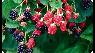 Como Plantar Moras O Zarzamoras En El Huerto O Jardin || La Huertina De Toni
