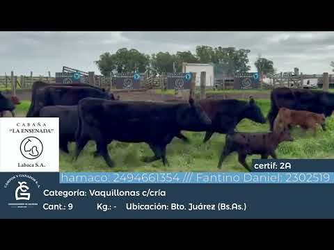 Lote VQ GENERAL - CON CRIA