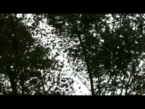 Jelena Solonar - Duju vitri