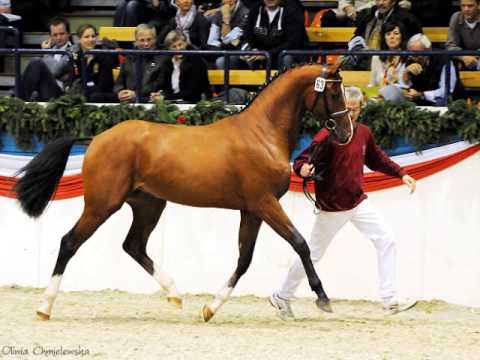 Dinken (Diarado x Cassini I), uznany - gekort