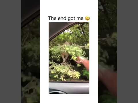 Got it #shorts #comedy #animals #funny #funnyvideo #youtubeshorts