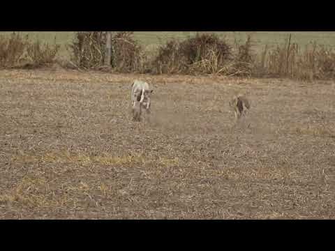 Galgos y liebres, Stud La Susi.. 3 de 3 en Hernando pcia de Cba.. 