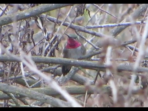 Broad-tailed Hummingbird