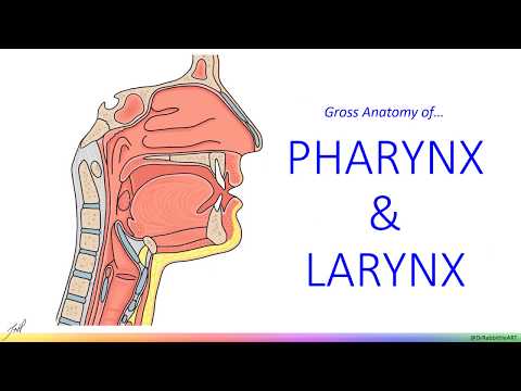 Pharynx & Larynx - Gross Anatomy