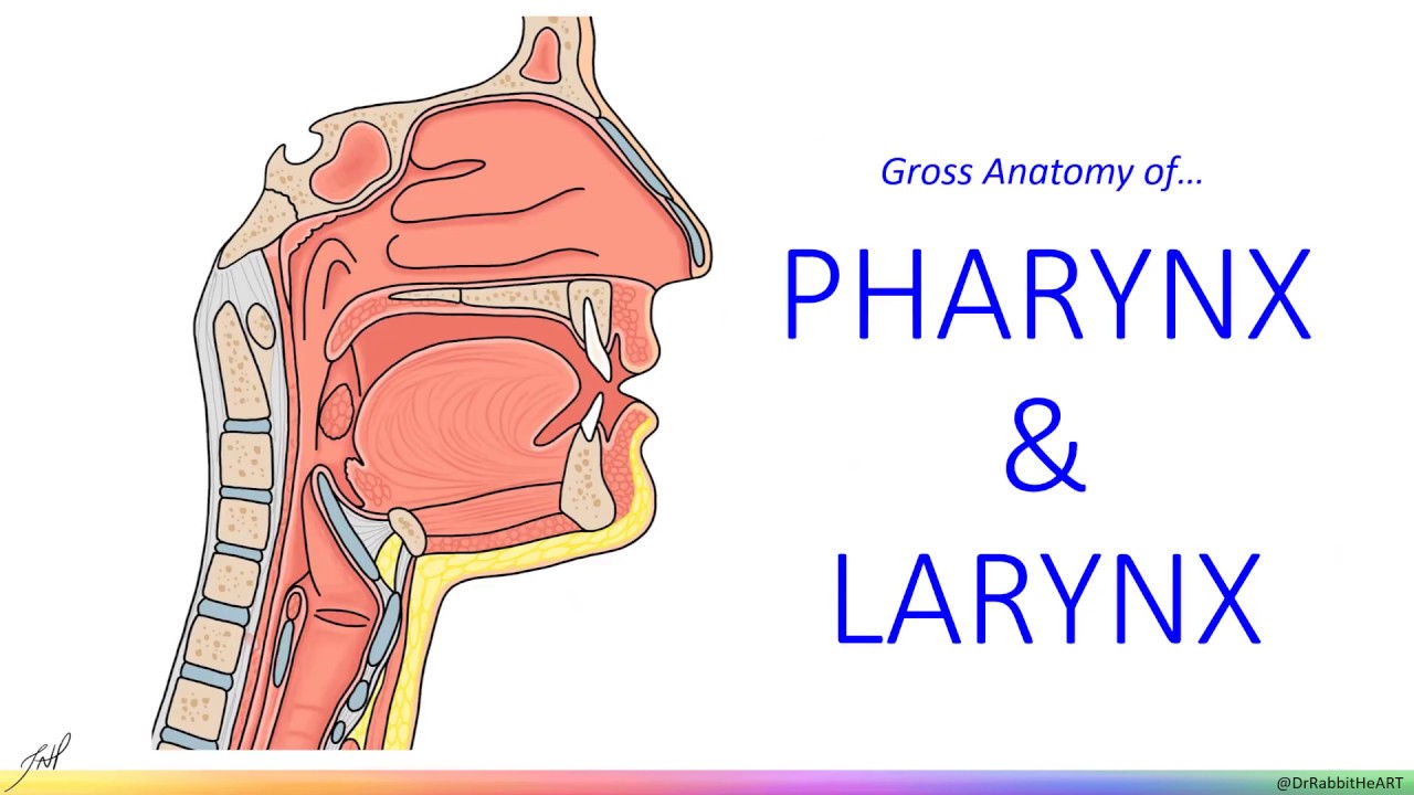 Pharynx & Larynx - Gross Anatomy