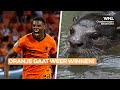 Otters van Wildlands voorspellen opnieuw winst voor Oranje