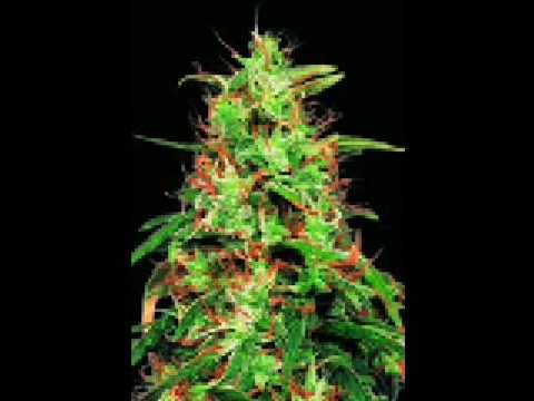 Andre Nickatina - 2 B U