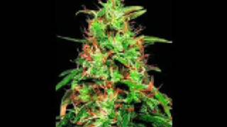 Andre Nickatina - 2 B U