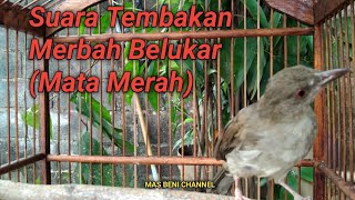 Download lagu Suara Tembakan Merbah Belukar (Mata Merah) mp3 Download lagu Suara Tembakan Merbah Belukar (Mata Merah) mp3