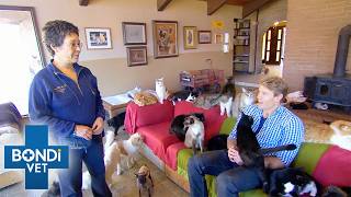 1,000 Rescue Cats Saved By One Woman | Bondi Vet