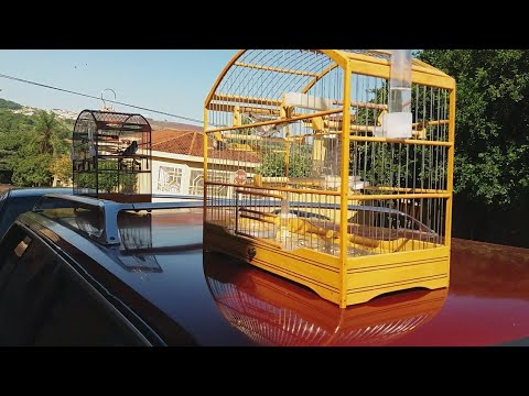 COLEIRO SERESTEIRO X REALIDADE