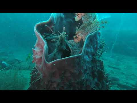 [Episode 12] Rayong 2019