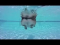 Corgi Shows Off Swimming Skills