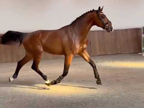 Olaf B: HERMANTICO x ZIROCCO BLUE VDL