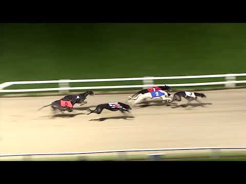 ECC TIMBER PUPPY DERBY - ROUND 2 HEAT 3 - T1 LIGHTFOOT KING