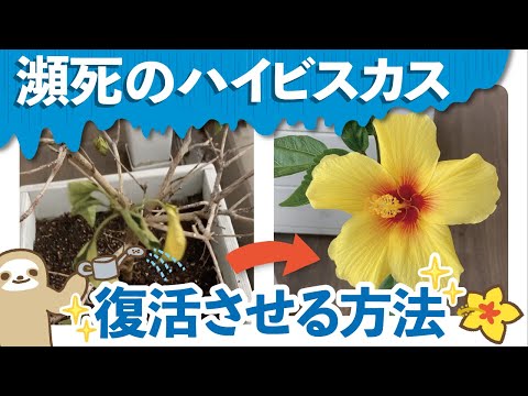 ハイビスカスの手入れ: 完璧な花を咲かせるための 5 つのヒント 植物