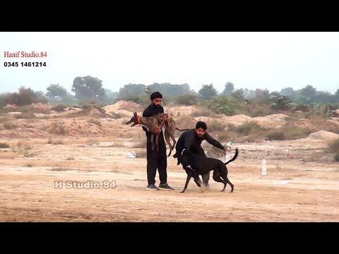 Track race Round 2 Dulam toba take sing 18 Nov 2025