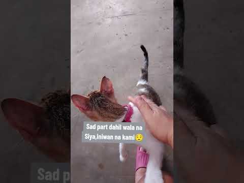 My Mamacat Letlet#cat #mentionedyou