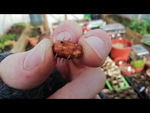 Starting off Chufa early for reliable harvest in UK. Edible tubers. Quick look at oca and ulluco.
