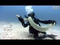 Diver Catches Venomous Sea Snake
