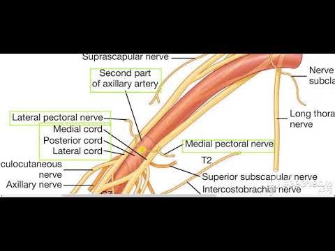 Nerves relations to axillary artery