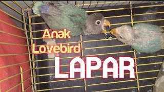 Download lagu Pancingan Suara Lolohan Anakan Lovebird | Pancingan Ibu Tiri Agar Mau Meloloh mp3