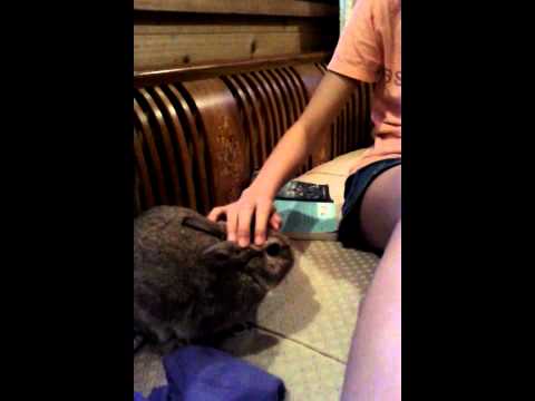 Susan in Japan with Aruna and Cocoa-chan.3gp