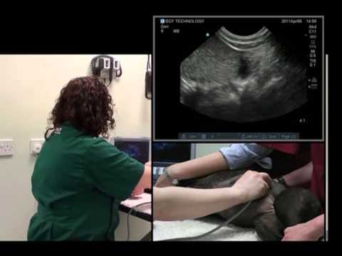 Small animal abdominal ultrasound video 6 HD - Ultrasound exam of the kidney