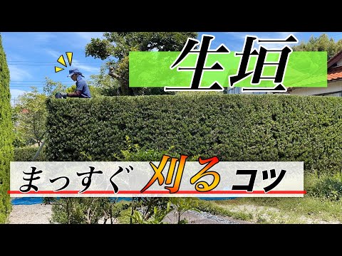 ブナの生垣を正しくトリミングする方法は次のとおりです トピックス