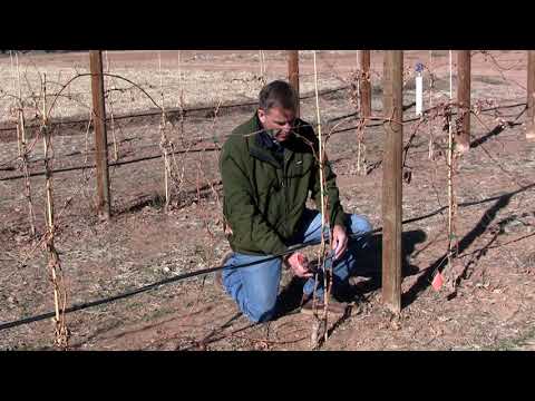 Pruning Grapevine after First Year