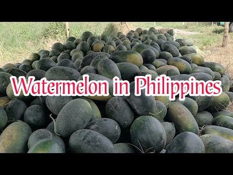 Watermelon sa damohan